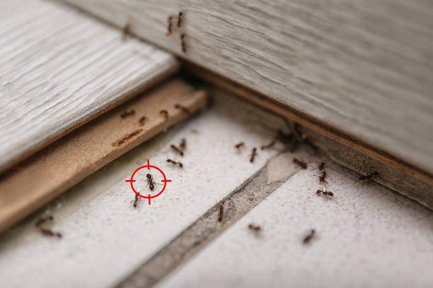  Hayfield, VA Pest Control Pros