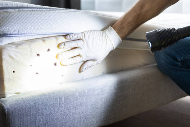 Wasp Removal Services in Hayfield, VA
