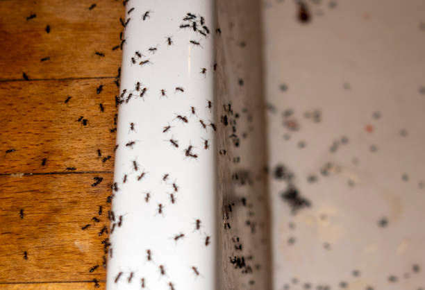 Best Rat Extermination Near Me  in Hayfield, VA