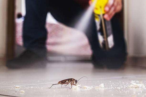 Best Local Pest Control Services  in Hayfield, VA